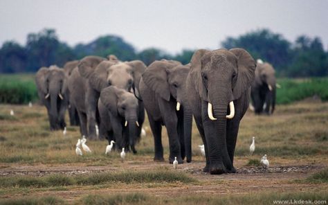 Elephants Drawing, Group Of Elephants, Elephant Eating, Elephant Background, Elephant Facts, Elephant Wallpaper, Elephants Photos, Africa Wildlife, Save The Elephants