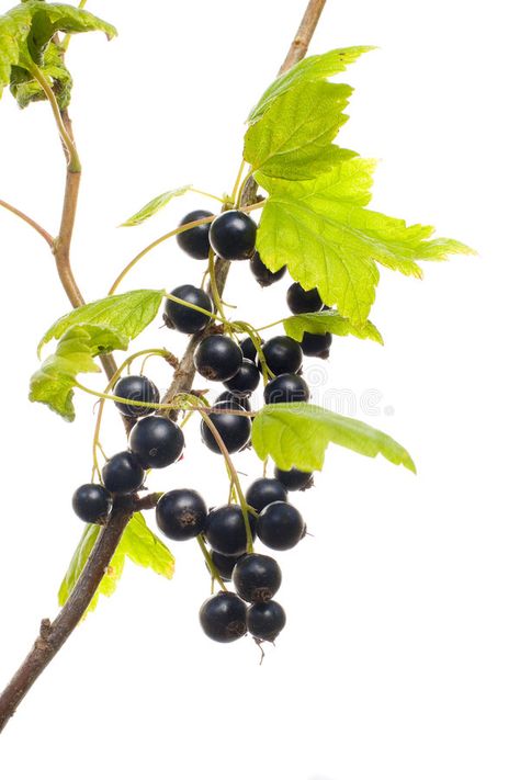 Bush Drawing, Business Marketing Design, Digital Design Trends, Botanical Plants, Leaf Images, 2025 Calendar, Plant Photography, Black Currant, Black Currants