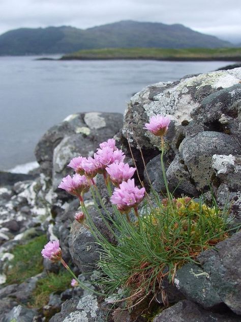 Armeria Maritima, Sea Thrift, Argyll Scotland, Plant Friends, Coastal Birds, The Gardener, Rocky Shore, Canvas Paint, Cottage Gardens