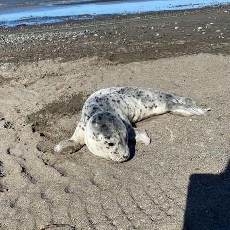 Sockeye salmon aren't the only wildlife our commercial fishers encounter in Alaska at fish camp each year. Here are a few cute photos of baby harbor seals that our crew spotted 📸 Fun Fact! During the pupping and nursing season, mother harbor seals will leave their pups on shore for extended periods of time while they hunt and forage. This is why we often see them on the shore! #PopsieFishCompany #WildAlaskaSeafood #SustainableSeafood #FamilyBusiness #FromFisherToFork #AlaskaWildlife #WildA... Harbor Seal Photography, Seal In Kelp Forest, Alaska Fisherman, Alaska Salmon, Seal Swimming Underwater, Alaska Art, Alaska Wildlife, Harbor Seal, Sockeye Salmon