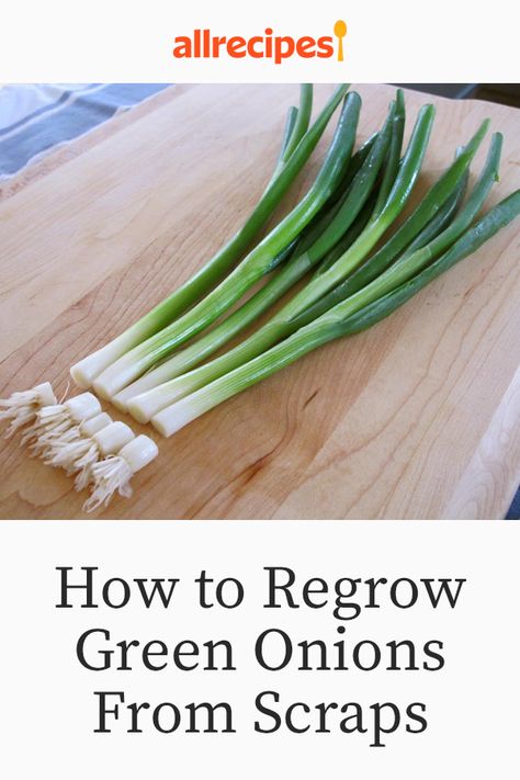 Regrowing Green Onions Water, How To Regrow Onions, Regrow Green Onions In Water, How To Grow Spring Onions From Scraps, Regrow Spring Onions, How To Plant Spring Onions, Grow Onions From Scraps, How To Save Green Onions, How To Plant Green Onions