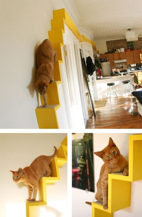 Cats Apartment, Cat Room Diy, Diy Climbing Wall, Cat Apartment, Cat Playground Outdoor, Cat Climbing Wall, Cat Houses Indoor, Therapy Cat, Diy Cat Tree