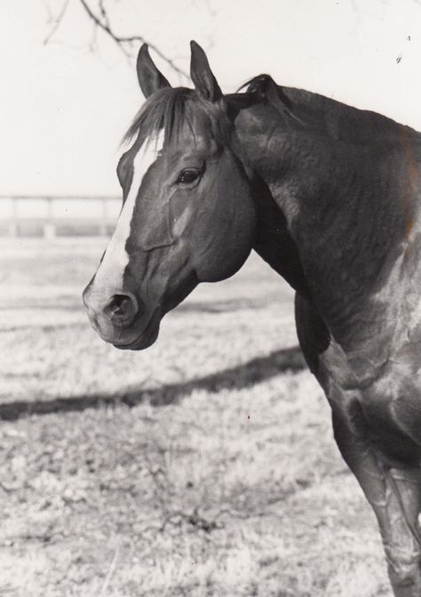 Aqha Stallion, American Quarter Horse, Quarter Horse, Thoroughbred, Old Man, Horse Racing, Hall Of Fame, Old Photos, The Old