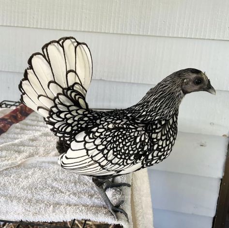 Java Chicken, Different Breeds Of Chickens, Chicken Boy, Bantam Chickens, Chicken Pen, Chicken Coup, Fancy Chickens, Fancy Rat, Farm Plans