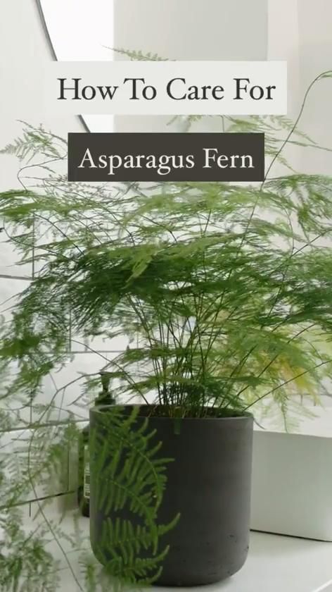 Everything you need to know about Common Asparagus Fern (Asparagus setaceus), including propagation, ideal conditions and common pests and problems. Asparagus Setaceus, Ferns Care, Ferns Garden, Houseplant Care, Household Plants, Plant Care Houseplant, Asparagus Fern, Simple Hairstyles, Inside Plants