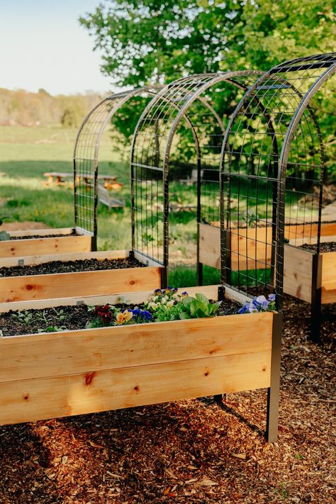 Why You Need Gardener's Supply Co.'s Raised Beds for Your Garden [Review] Cattle Panel Trellis, Metal Garden Arch, Elevated Garden, Garden Arch Trellis, Elevated Planter Box, Elevated Gardening, Arch Trellis, Metal Raised Garden Beds, Love Garden