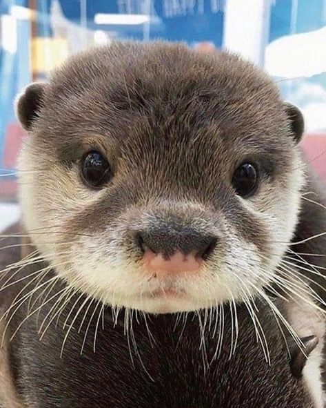 why you should have an animal on X Otters Cute, Cute Ferrets, Baby Otters, Cute Animals Images, Pretty Animals, Silly Animals, Fluffy Animals, Cute Wild Animals, Amazing Animals