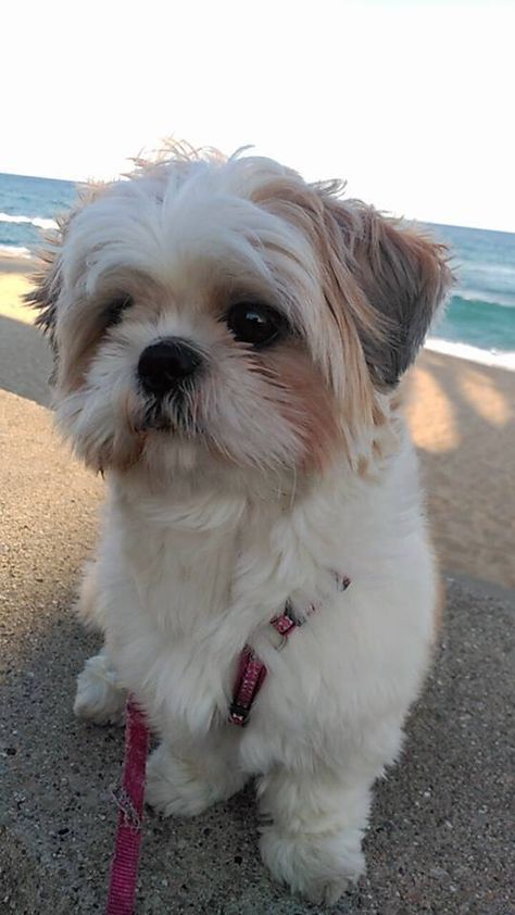 I want this dog another Shih Tzu❤️ Aggressive Dog Breeds, Perro Shih Tzu, Chien Shih Tzu, Shitzu Dogs, Shitzu Puppies, Funny Items, Warm Fuzzies, Shih Tzu Puppy