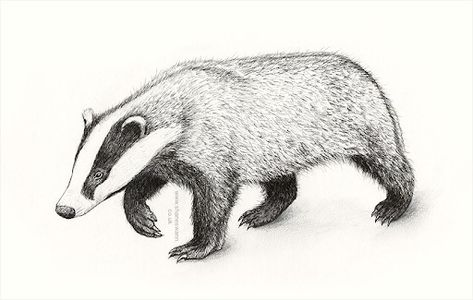 Cute Badger Tattoo, Cute Badger Drawing, Badger Reference, Badger Drawing, Badger Sketch, Badger Doodle, Badger Tattoo, Badger Illustration, Print Making Designs