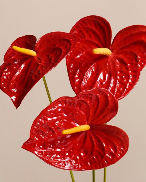 Red Kisses, Anthurium Plant, Anthurium Flower, Tropical Flower Plants, Lip Lacquer, Spring Home Decor, Flower Art Painting, Botanical Flowers, Exotic Flowers