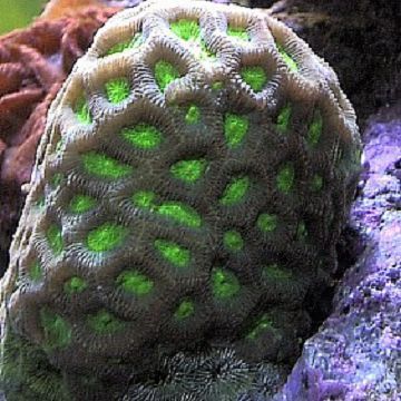 Green Closed Brain Coral (Favites sp.) Brain Coral, Reef Tank, Saltwater Aquarium, Brain, Coral, Green, Art