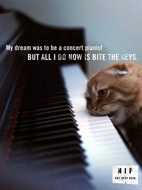 Gatos Cool, Piano Keyboard, The Keys, Siberian Husky, Animal Photo, Crazy Cat Lady, Cat Photo, Crazy Cats, Cat Lady