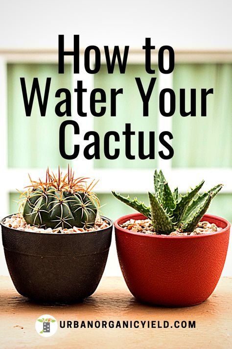 Planting Cactus In Pots, How To Plant Cactus, Cactus Planting, Growing Cactus Indoors, Planting Cactus, Repotting Cactus Plants, Cactus Planter Ideas Indoor, Cactus Care Indoor, Cactus Plant