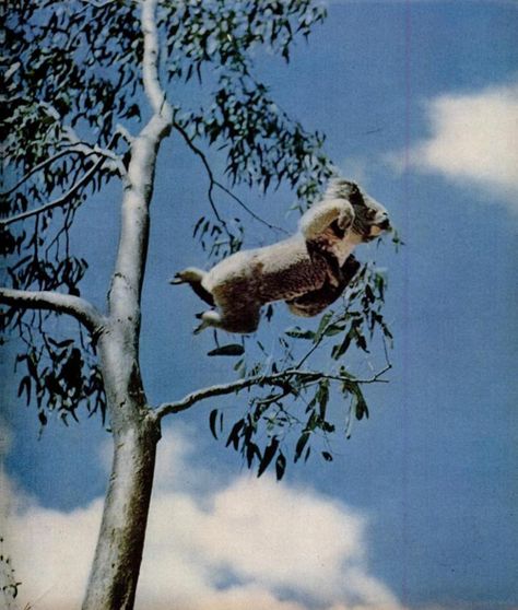 Koala Marsupial, Drop Bear, Baby Otters, Australia Animals, Australian Wildlife, Australian Animals, Animal Companions, June 22, Sweet Animals