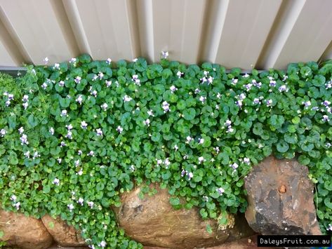 Rockery Garden, Australian Native Garden, Violet Plant, Australian Native Plants, Side Garden, Ground Cover Plants, Native Garden, Australian Native, Small Gardens