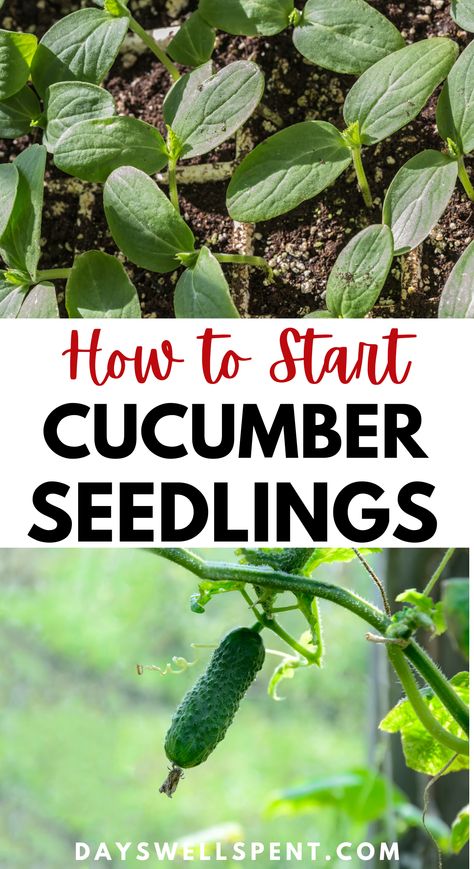 cucumber seedlings and young cucumber plant. Text: How to Start Cucumber Seedlings. Plant Cucumbers From Seed, How To Plant Vegetable Seeds, Growing English Cucumbers, Cucumber Seeds Starting, How To Plant Cucumbers In A Pot, How To Grow Cucumbers From Seeds, Planting Cucumbers In Garden, Cucumber From Seed, Cucumber Growing Tips