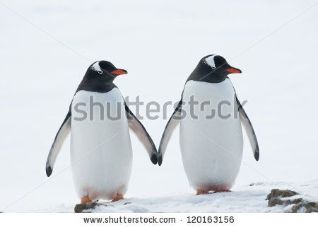 Two penguins Gentoo (Pygoscelis papua). - stock photo January Holidays, Penguin Awareness Day, Two Penguins, Penguin Day, Penguin Images, Penguin Species, Bat Species, Adelie Penguin, Gentoo Penguin