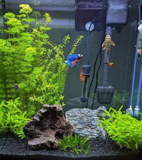 Aquarium Design Ideas, Aqua Scaping, Tank Terrarium, Fish Tank Themes, Aquarium Garden, Fish Types, Betta Fish Types, Fish Tank Terrarium, Cool Fish Tanks