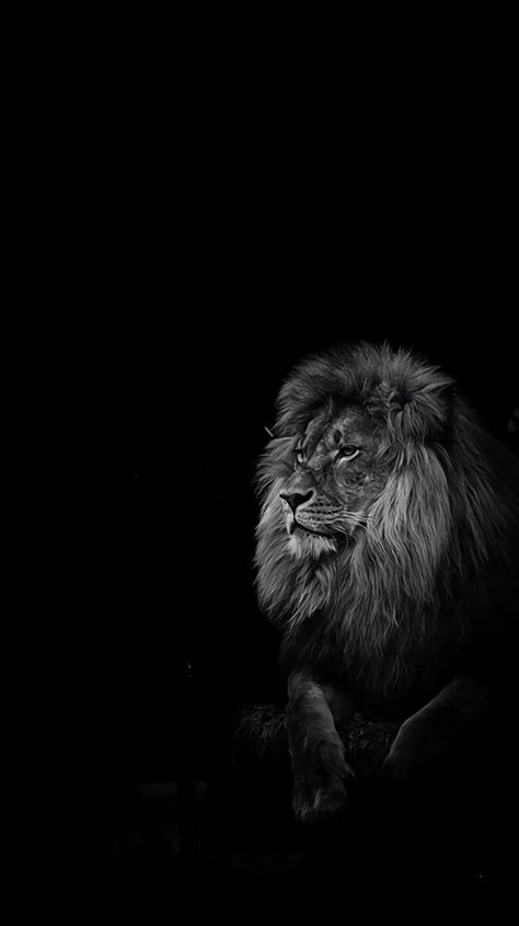 Ram Mandir Images Hd, Lion Wallpaper Iphone, Bull Images, Viking Wallpaper, New Movie Images, Black And White Lion, Eiffel Tower At Night, Lion Photography, 4k Wallpaper For Mobile