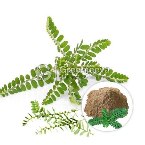 chanca piedra extract Chanca Piedra, Place Your Order, Herb Garden, Herbs, Plants, Best Deals, Green