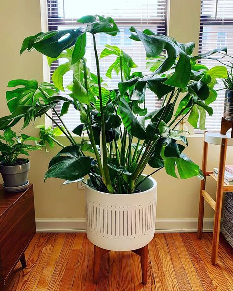 Large Monstera Deliciosa, Splitting Monstera Deliciosa, Plant Stand Monstera, Montserrat Plant, Monstera In Bedroom, Split Leaf Philodendron Propagation, How To Trim Monstera Plant, Monserat Plant, Monstera Plant Pot Ideas