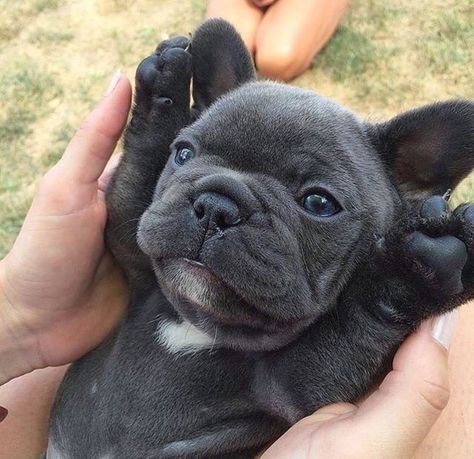 Bulldog Francese, Cute French Bulldog, Bull Dogs, French Bulldog Puppy, French Bull, French Bulldog Puppies, Cute Dogs And Puppies, Welsh Corgi, Bulldog Puppies