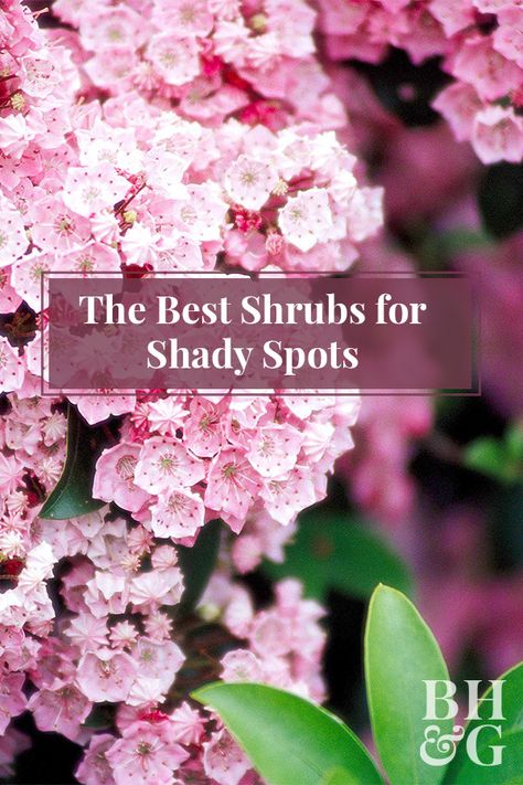 Flowering Shrubs For Shade, Shrubs For Shade, Shady Backyard, Shade Loving Shrubs, Shade Landscaping, Shade Shrubs, Flowering Bushes, Shade Garden Plants, Perennial Shrubs