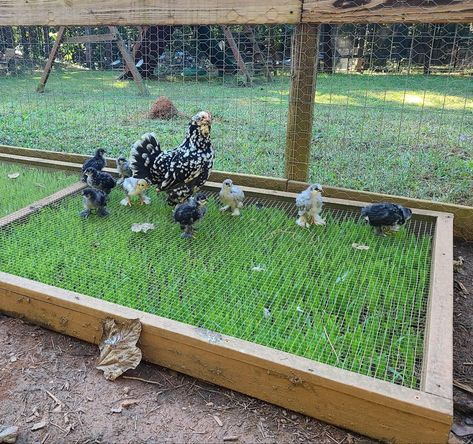 Chicken Coop Ideas Backyard, Building Yourself, Chicken Coop Ideas, Backyard Chicken Coop, Cute Chicken Coops, Chicken Coop Garden, Chicken Pen, Backyard Chicken Coop Plans, Diy Chicken Coop Plans