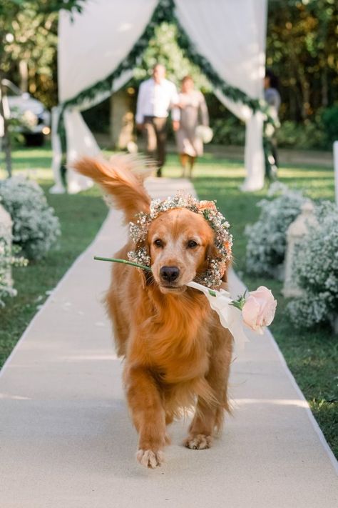 Pony Boy, Dream Marriage, Dream Beach Wedding, Dream Wedding Decorations, Theme Nature, Dream Wedding Venues, Stay Golden, Wedding Pets, Dream Wedding Ideas Dresses