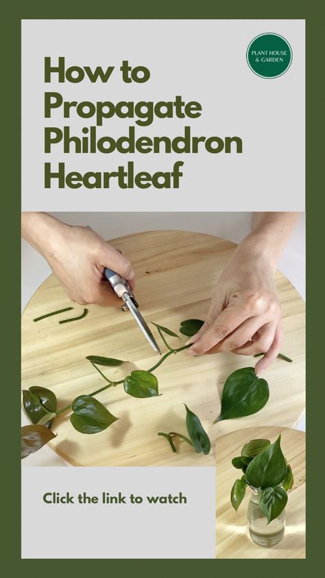 How to propagate Philodendron Heartleaf Heartleaf Philodendron Propagation, Heart Leaf Philodendron Propagation, Propagating Philodendron In Water, Philodendron Propagation, Propagate Philodendron, Philodendron Heartleaf, Houseplant Propagation, Tropical Houseplants, Heartleaf Philodendron