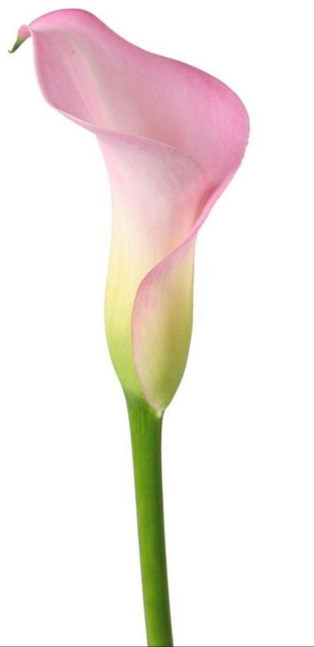 Calle Lily, Arum Lillies, Arum Lilies, Pink Calla Lilies, Arum Lily, Calla Lily Flowers, Plant Fungus, Lily Bouquet, Flower Sketches