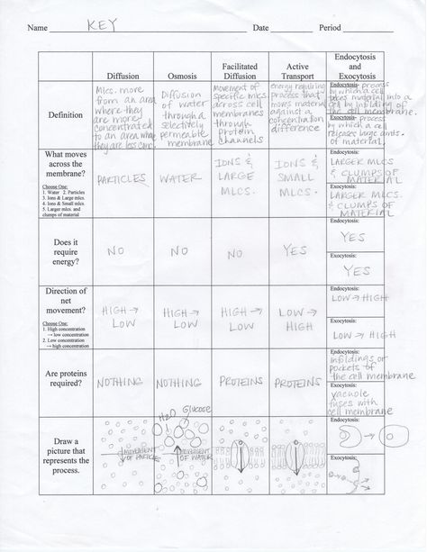 Cellular Transport Notes, Cell Transport Notes, Cell Membrane Transport, Cell Membrane Structure, Photosynthesis Worksheet, Passive Transport, Bio Notes, Biochemistry Notes, Cell Transport