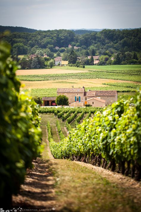 Agriculture Aesthetic, Provence Landscape, Mediterranean Paintings, Vineyard Art, Wine Farm, Loire Valley France, Wine Vineyards, Loire Valley, French Countryside