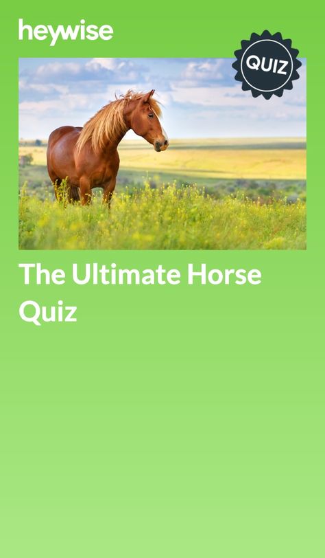 Horse Quizzes, Girl Test, Quizzes For Kids, Sports Quiz, Free Quizzes, Which Hogwarts House, English Horse, Quiz Questions And Answers, Types Of Horses