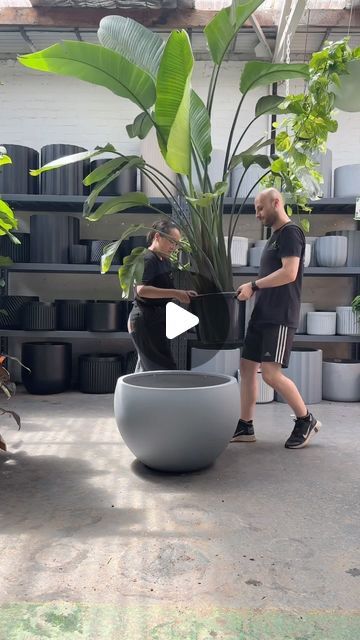 Melbourne Indoor Plants on Instagram: "When size does matter! 🌿 Check out this extra large Bird of Paradise and jumbo pot to match 😱

FOUR HUGE WAREHOUSE LOCATIONS:

📍PRESTON
210 Bell Street

📍SOUTH MELB
186 York St

📍RINGWOOD
104 Maroondah HWY

📍OAKLEIGH
40 Westminster St

OPEN 7 DAYS A WEEK 

MON - SUN | 10am - 5pm

Melbourne Indoor Plants
Bigger | Better | Cheaper

#PlantLovers #UrbanJungle #HousePlants #PlantDecor #GreenThumb #plantlife #balconygarden #plants #plantparent" Large Potted Plants Outdoor, Huge Planters, Potted Plants Outdoor, Classy Decor, Bird Of Paradise, Deck Decorating, Balcony Garden, Urban Jungle, Birds Of Paradise