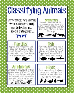 SC.3.L15.1 Classify animals into major groups (mammals, birds, reptiles, amphibians, fish, arthropods, vertebrates and invertebrates, those having live births and those which lay eggs) according to their physical characteristics and behaviors.   Classifying animal cards to use as a visaulization. Animal Kingdom Classification Charts, Growth And Changes In Animals Grade 2, Biological Classification, Animal Biology, Classifying Animals, Vertebrates And Invertebrates, Science Anchor Charts, Animal Life Cycles, Animal Classification