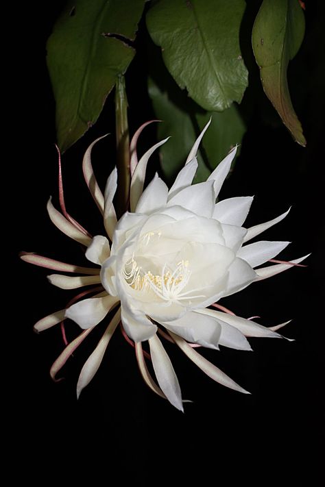 Moon flower Lunar Flowers, Night Blooming Cereus, Rose Reference, Orchid Cactus, Tropical House Plants, Lotus Flower Art, Blooming Cactus, Night Flowers, Cactus Flowers