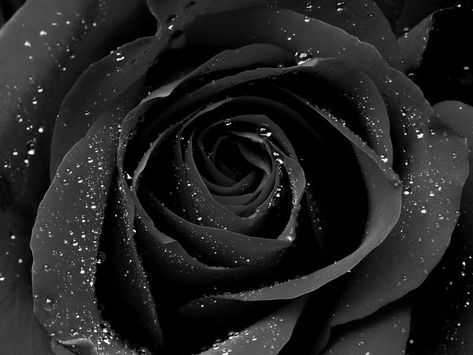 Black Roses Hd Wallpapers | Wallpapers Top 10 Black Iphone Background, Black Flowers Wallpaper, Rosé Hd, Black Roses Wallpaper, Black Rose Flower, Nature Macro, Black Wallpaper Iphone Dark, Water Nature, Rose Background