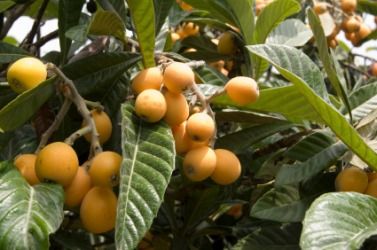 japanese plum tree | The fruit of the Japanese plum tree. Japanese Plum Tree, Loquat Tree, Evergreen Landscape, Tattoo Plant, Japanese Plum, Pollinator Plants, Orange Skin, Berry Plants, Plum Tree