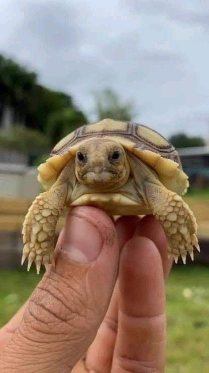 Tortoise Drawings, Horror Movie Monsters, I Like Turtles, Tortoise Drawing, Types Of Turtles, Strawberries And Raspberries, Animal Eating, Loggerhead Turtle, Russian Tortoise