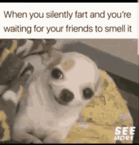 Tap to see the meme Deadly Animals, Animal Fails, Cute Jokes, Funny Dog Videos, Funny Fails, Look At You, Best Funny Pictures, Best Memes, Waiting For You