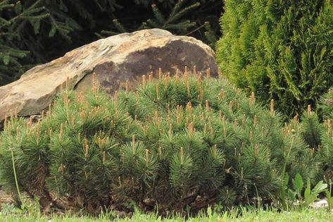 Pinus mugo 'Slowmound' (Dwarf Mountain Pine) is a small conifer forming a dense, spreading, cushion-shaped mound of finely textured, rich dark green needles. This dense multi-stemmed evergreen shrub holds its color through the winter and looks great year-round. This is an extremely slow-growing pine, 3-6 in. per year (7-15 cm), and a very appealing addition for small gardens, rock gardens or foundation plantings. Mugo Pine, Pinus Mugo, Small Pine Trees, Pine Garden, Front Garden Landscape, John Wilson, Border Plants, Coastal Gardens, Planting Shrubs