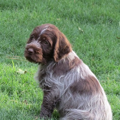 The Wirehaired Pointing Griffon is an excellent choice for a trekking and hunting companion. It was in the 1800s when these medium-sized canines were developed to serve hunters. Since then, they’ve grown in popularity as a hunting dogs throughout North America and Europe. The Wirehaired Pointing Griffon is one of the most popular dog breeds in the United States. They are very friendly dogs and family pets. A dog of this kind is ideal for a family with children who are active and like spend Best Puppy Food, Wirehaired Pointing Griffon, Pointing Griffon, Griffon Dog, Friendly Dogs, Dog Crossbreeds, Free Puppies, Huge Dogs, Popular Dog Breeds