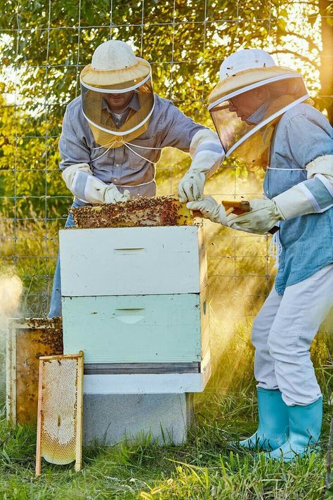 Bee Keeping Aesthetic, Beehive Photography, Beekeeping Photography, Beekeeping Aesthetic, Bee Keeping For Beginners, Apiary Beekeeping, Honey Hive, The Birds And The Bees, Beekeeping For Beginners