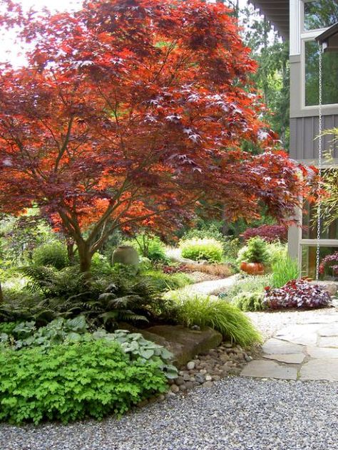 Fall Landscaping, Small Front Yard Landscaping, Japanese Garden Design, Specimen Trees, Easy Landscaping, Modern Landscape Design, Beautiful Yards, Landscape Plans, Traditional Landscape