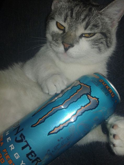 Drunk Cat, Cat Gym, Monster Energy Drink, Love Monster, Silly Cats Pictures, Monster Energy, Funny Cute Cats, Silly Cats, Cute Cars