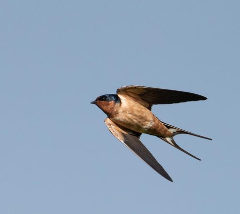 My most challenging bird-in-flight subject yet these Barn Swallows are quick! #birds Swallow Flying Photography, Swallows In Flight, Swallow Bird Photography, Swallow Painting, Swallow Flying, Swallow In Flight, Flying Photography, Conceptual Portrait, Insect Photos