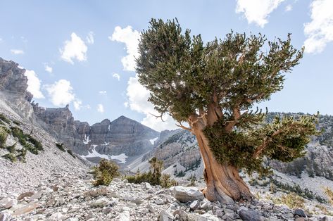 AvatarKnowmad/Getty Images Bristlecone Pine Tree, National Parks America, Yosemite Camping, Bristlecone Pine, Great Basin National Park, New River Gorge, Great Basin, Temperate Rainforest, Live Tree