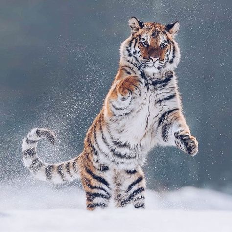 Tiger in the snow Snow Tiger, Wild Animals Photos, Tiger Pictures, Animal Anatomy, Close Up Portraits, Pretty Animals, Majestic Animals, A Tiger, Ap Art