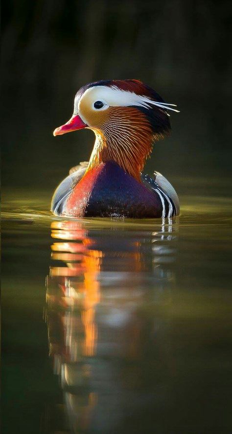 . Duck Photography, Mandarin Ducks, Duck Wallpaper, Wild Animals Pictures, Mandarin Duck, Rare Birds, Pinturas Disney, Wild Nature, Exotic Birds